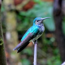 Cyan hummingbird